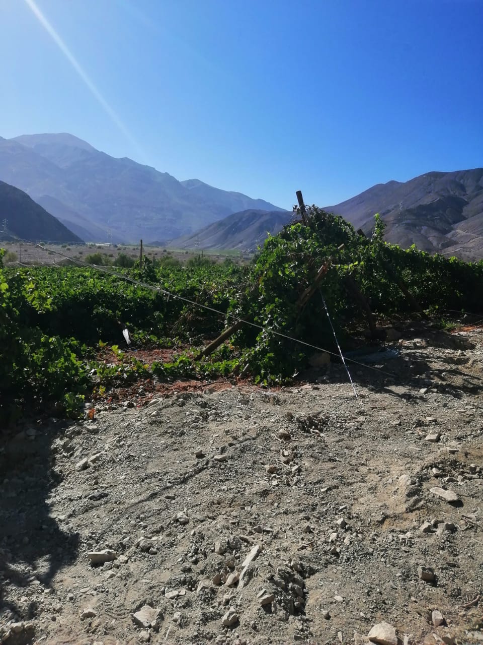 Proyecto de Análisis Estructural de Predios caídos en Fundo Lautaro y Soluciones Futuras